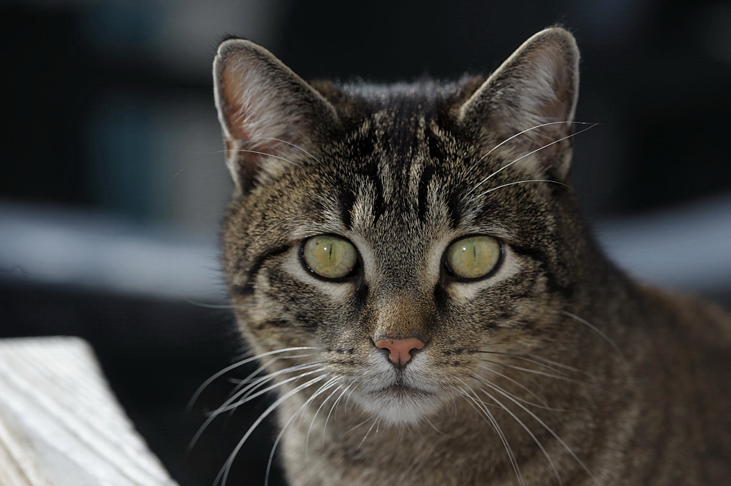 DSC 0410 Kater Atoss D700 AFS-300 durch die Gartentüre fotografiert.