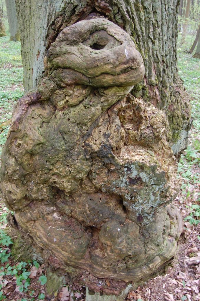 DSC 0410