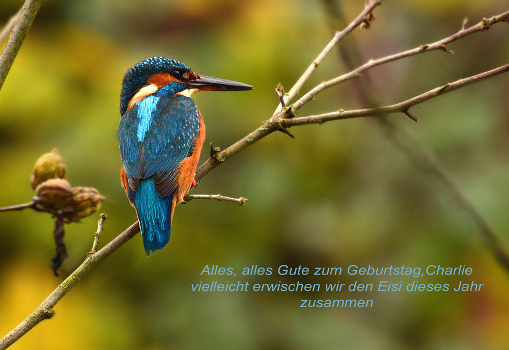 DSC 0416 Eisvogel Charlie