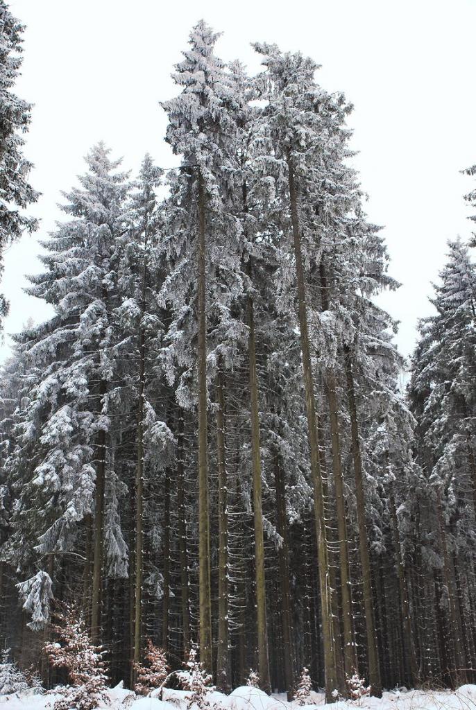 DSC 0423 Winterlandschaft 1a