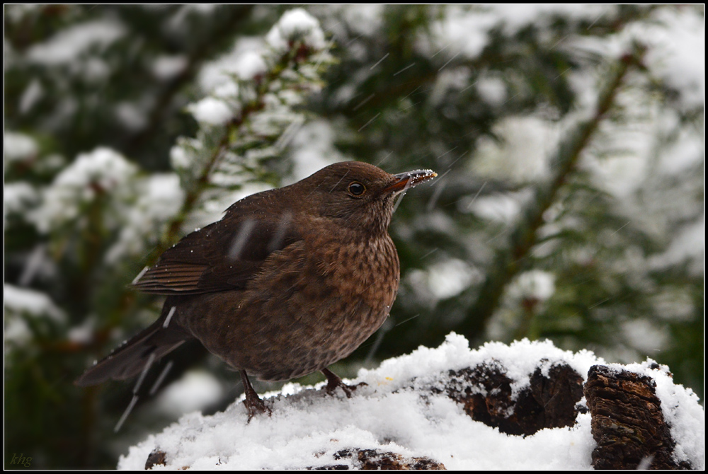 DSC 0425 Amsel