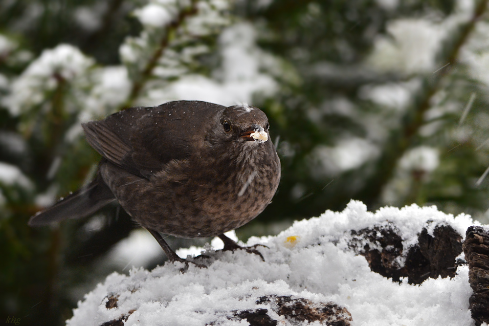 DSC 0428 Amsel