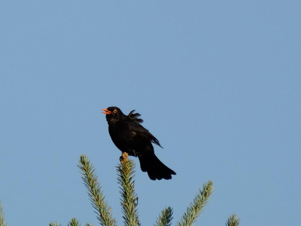 DSC 0431crop