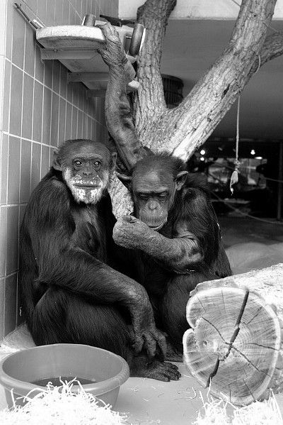 DSC 0435bw