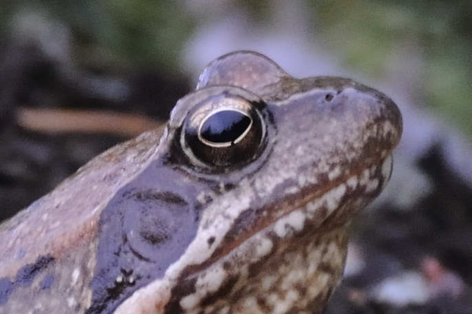 DSC 0439b