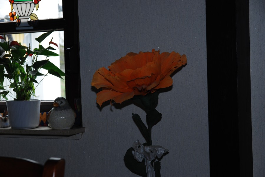DSC 0449n