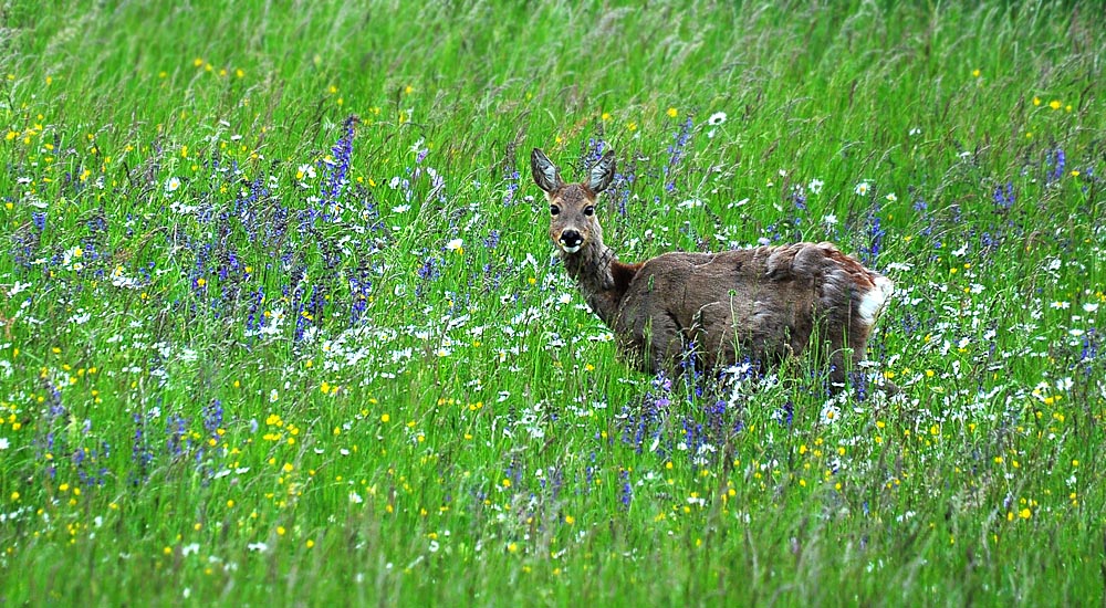 DSC 0450 Reh Ranntal 1000