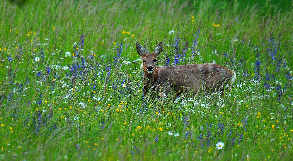 DSC 0456 Reh Ranntal 1000