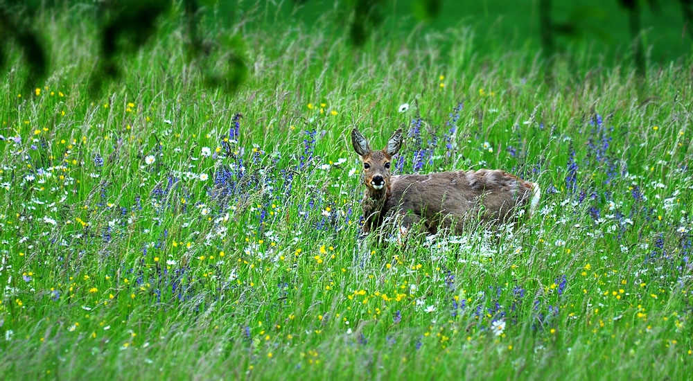 DSC 0459 Reh Ranntal 1000