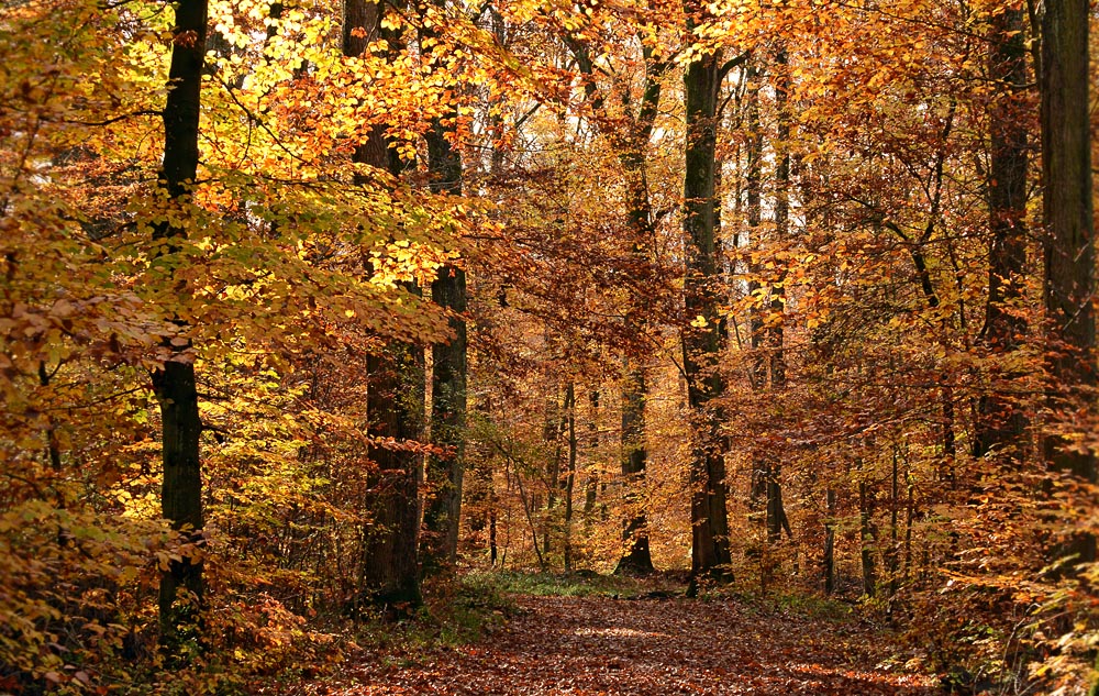 DSC 0471 Ranntal 1000