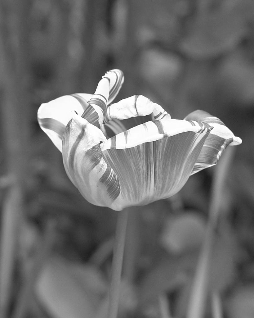 DSC 0478sw crop