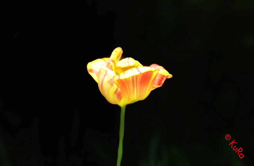 DSC 0479z