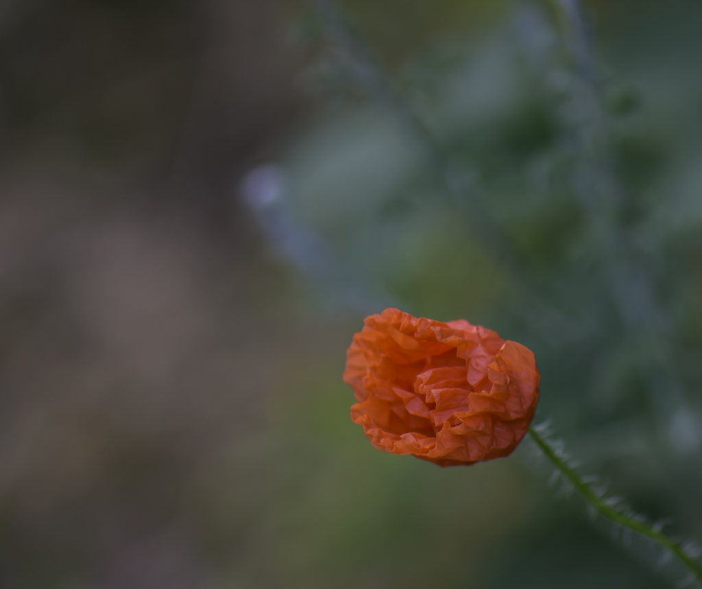 DSC 0485 3