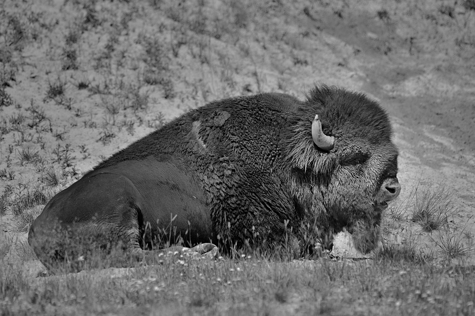 DSC 0488 sw NF-F
 Hayden Valley, Bison