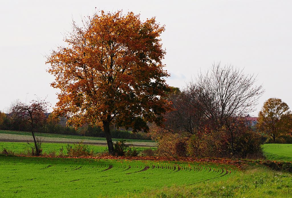 DSC 0494