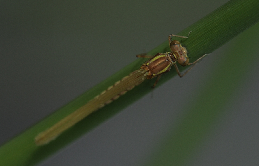 DSC 0495 web