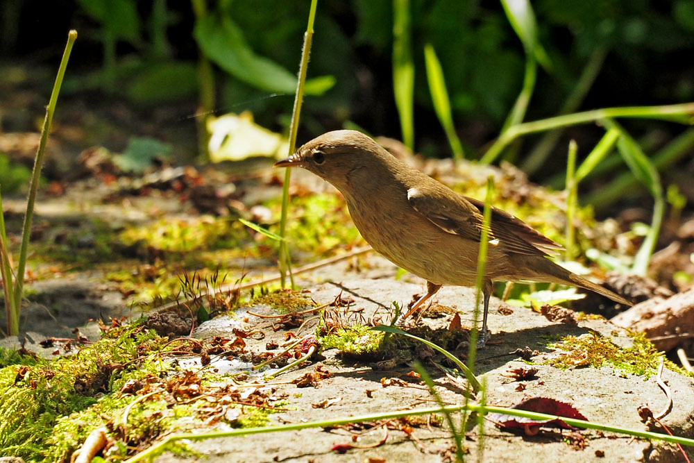 DSC 0496_Gelbspötter_1000