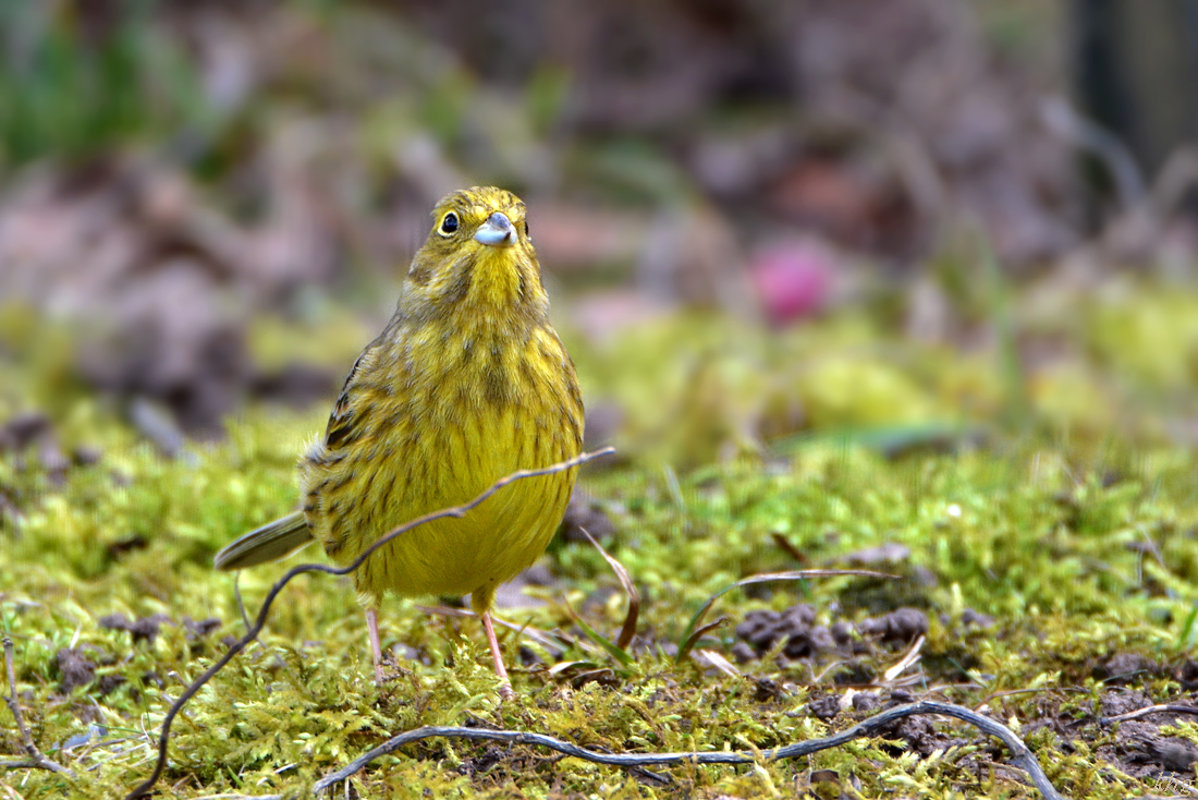 DSC 0498 Goldammer