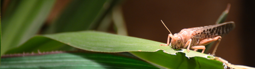 DSC 0501a