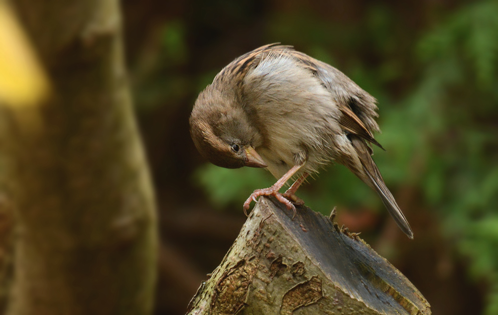 DSC 0503 Spatz 1000
