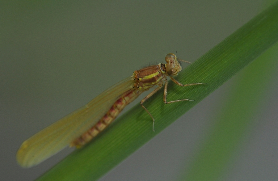 DSC 0510 web