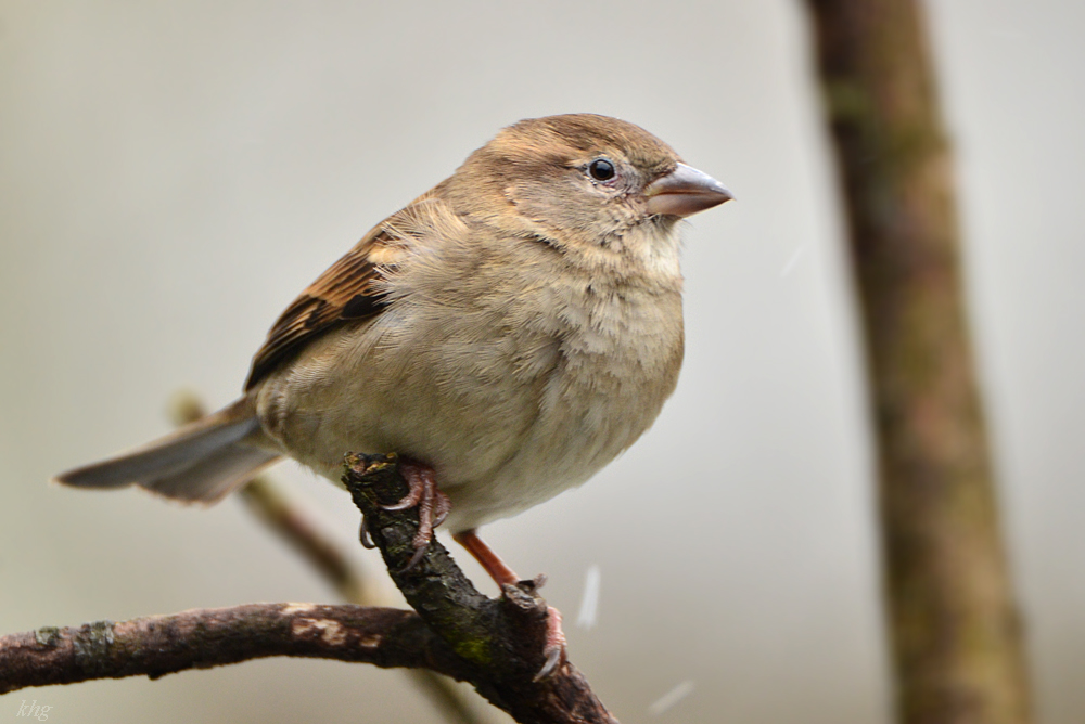 DSC 0512 Spatz