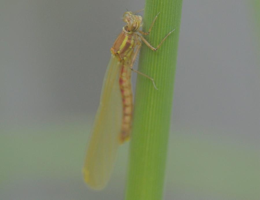 DSC 0520 web