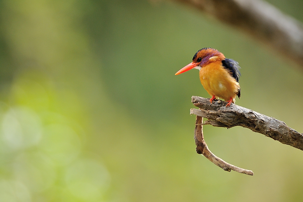 DSC 0521