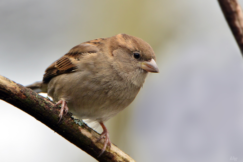 DSC 0524 Spatz