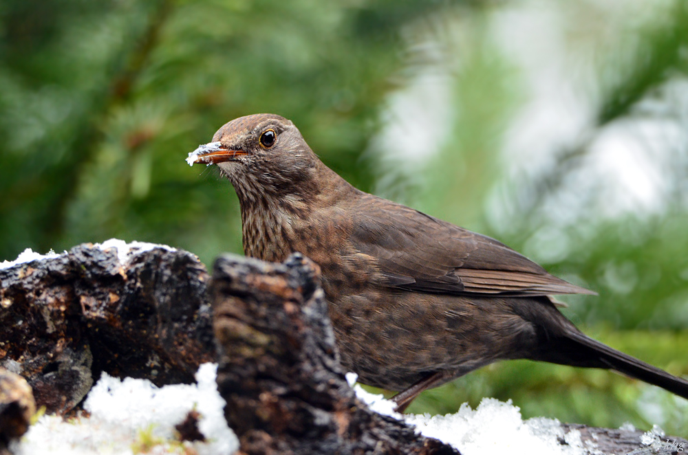 DSC 0527 Amsel
