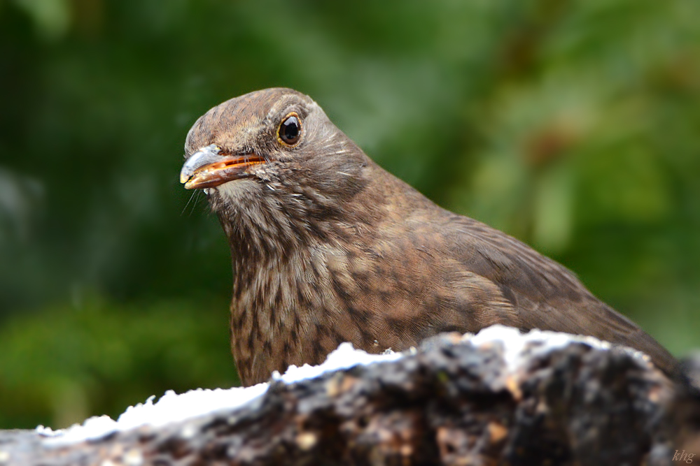 DSC 0536 Amsel