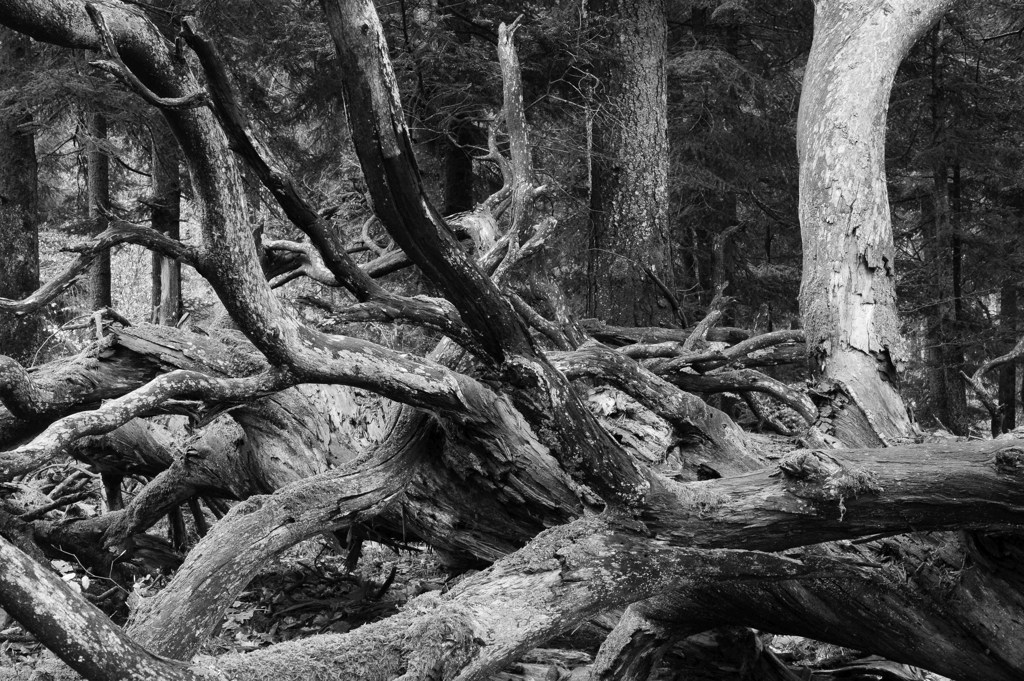 DSC 0537 bw