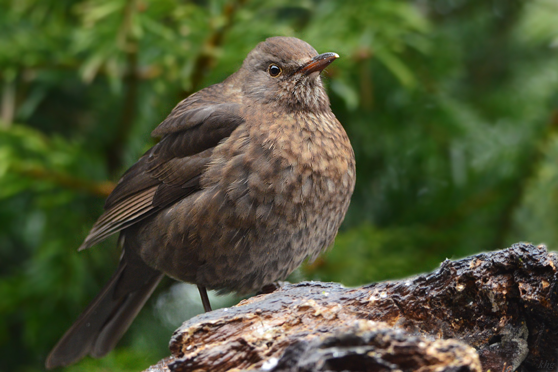 DSC 0541 Amsel