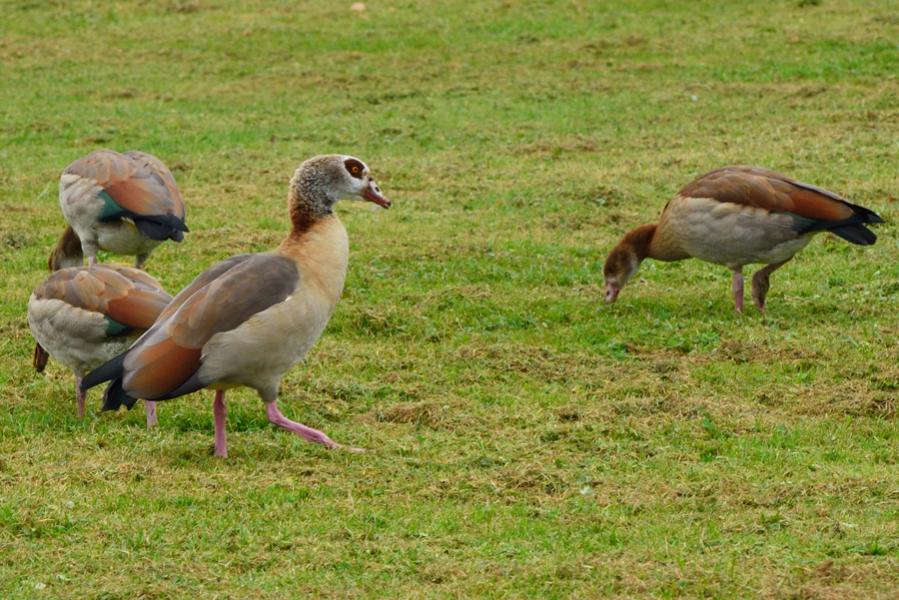 DSC 0582 Nilgänse am Niederrhein.