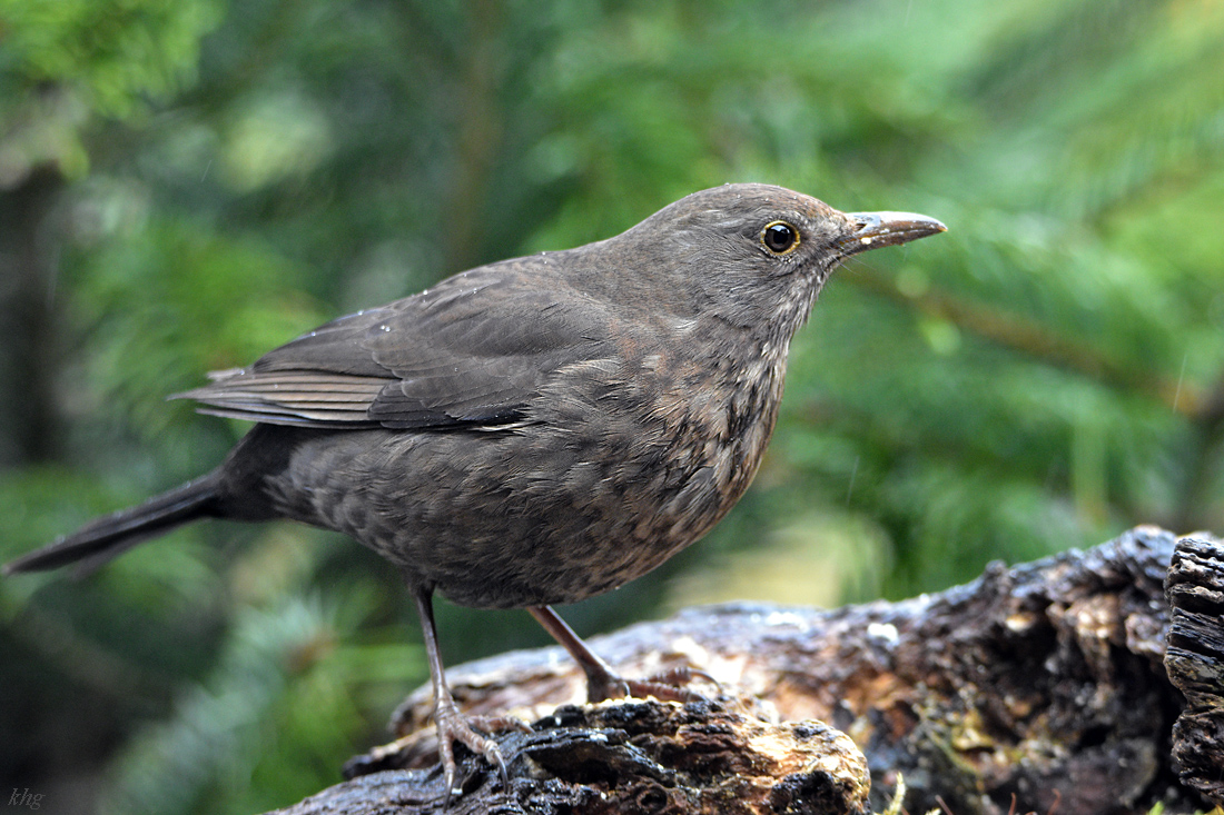 DSC 0592 Amsel