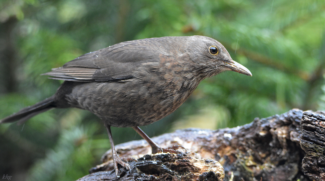 DSC 0593 Amsel