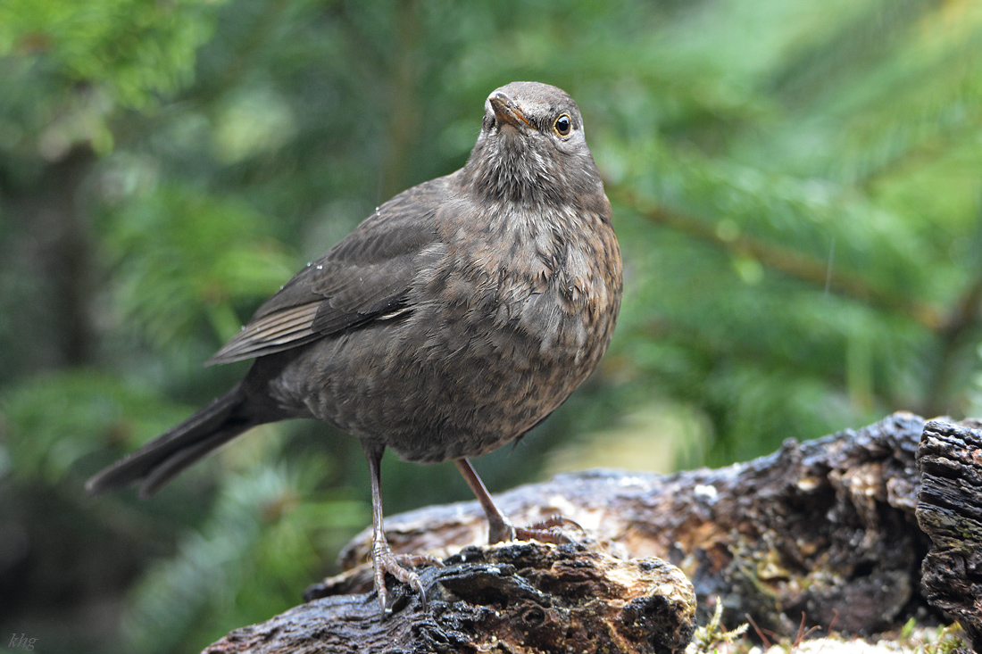 DSC 0594 Amsel