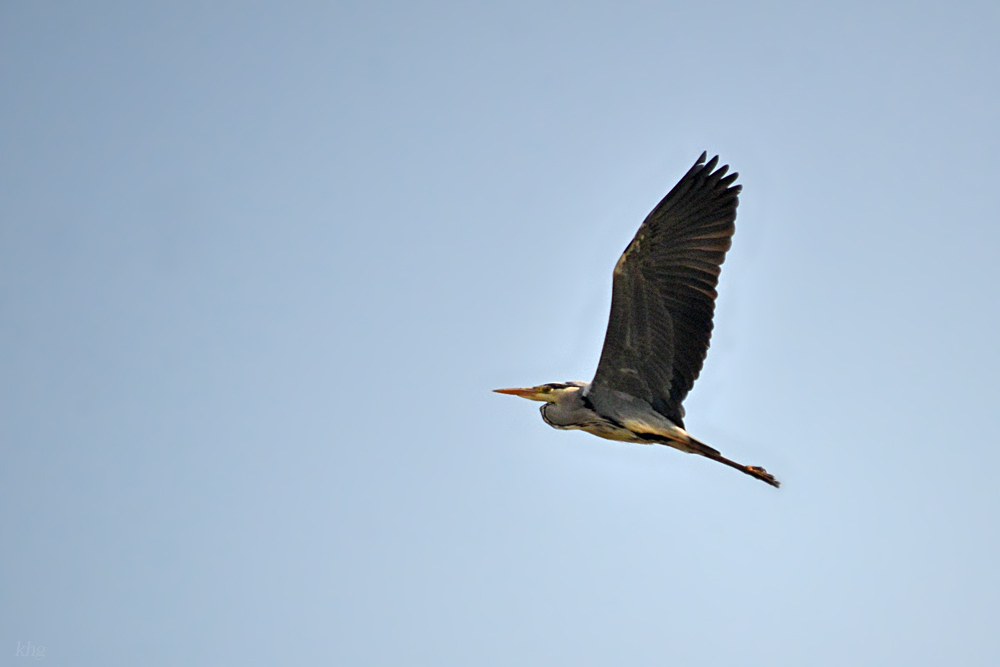 DSC 0598 khg