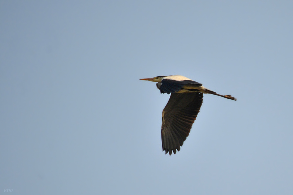 DSC 0599 khg
