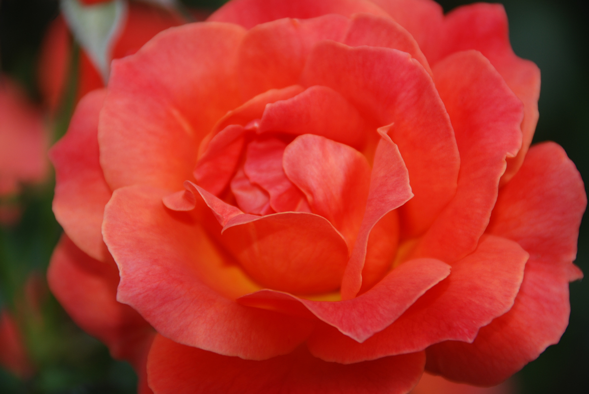 DSC 0609