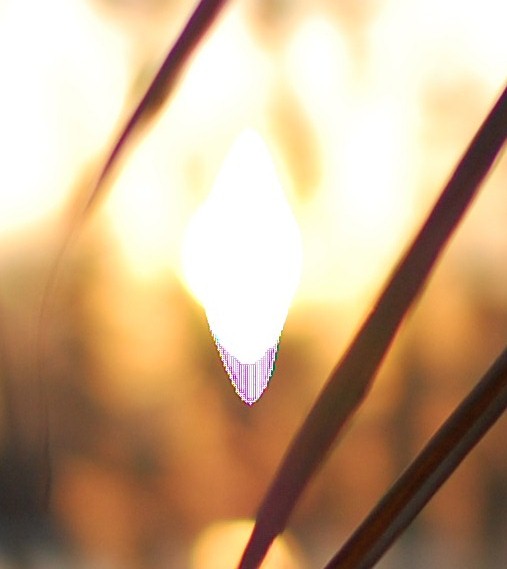 DSC 0612crop