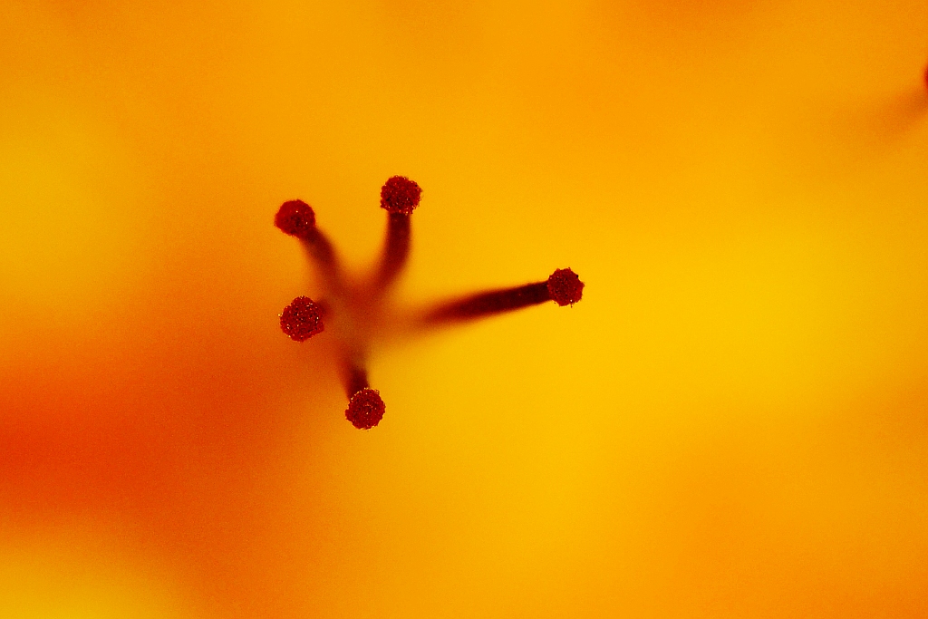 DSC 0618 2 nf