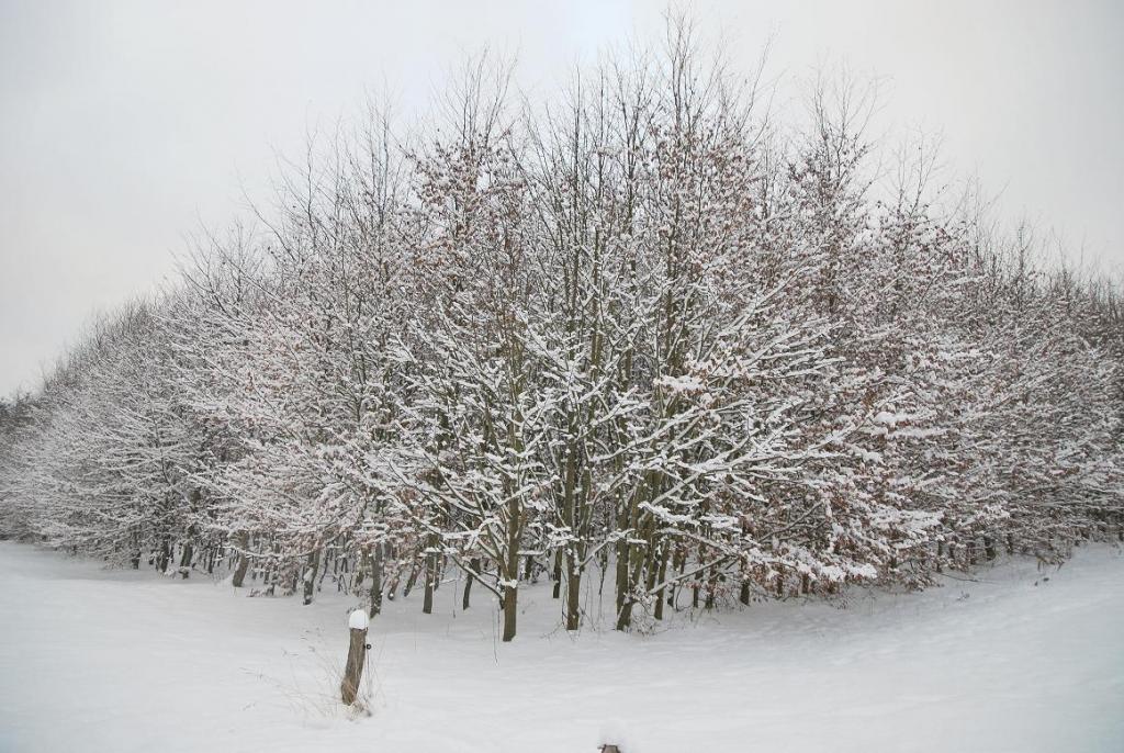 DSC 0639 Neuschnee 4 a