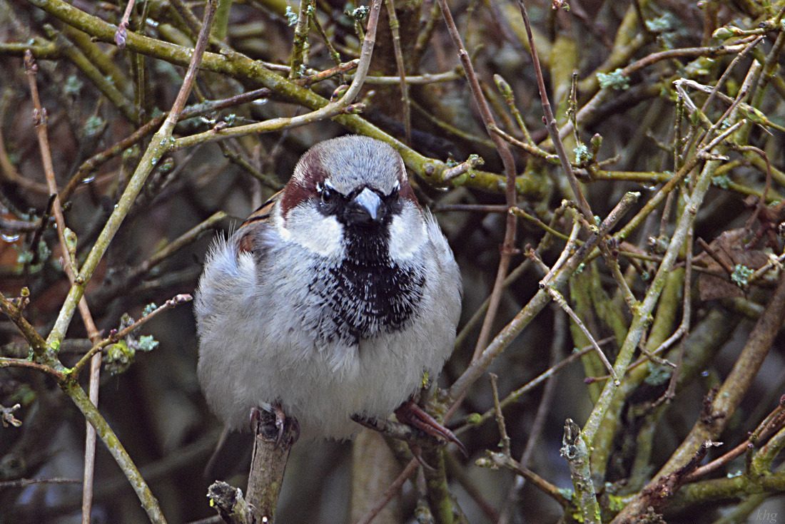 DSC 0662 Spatz