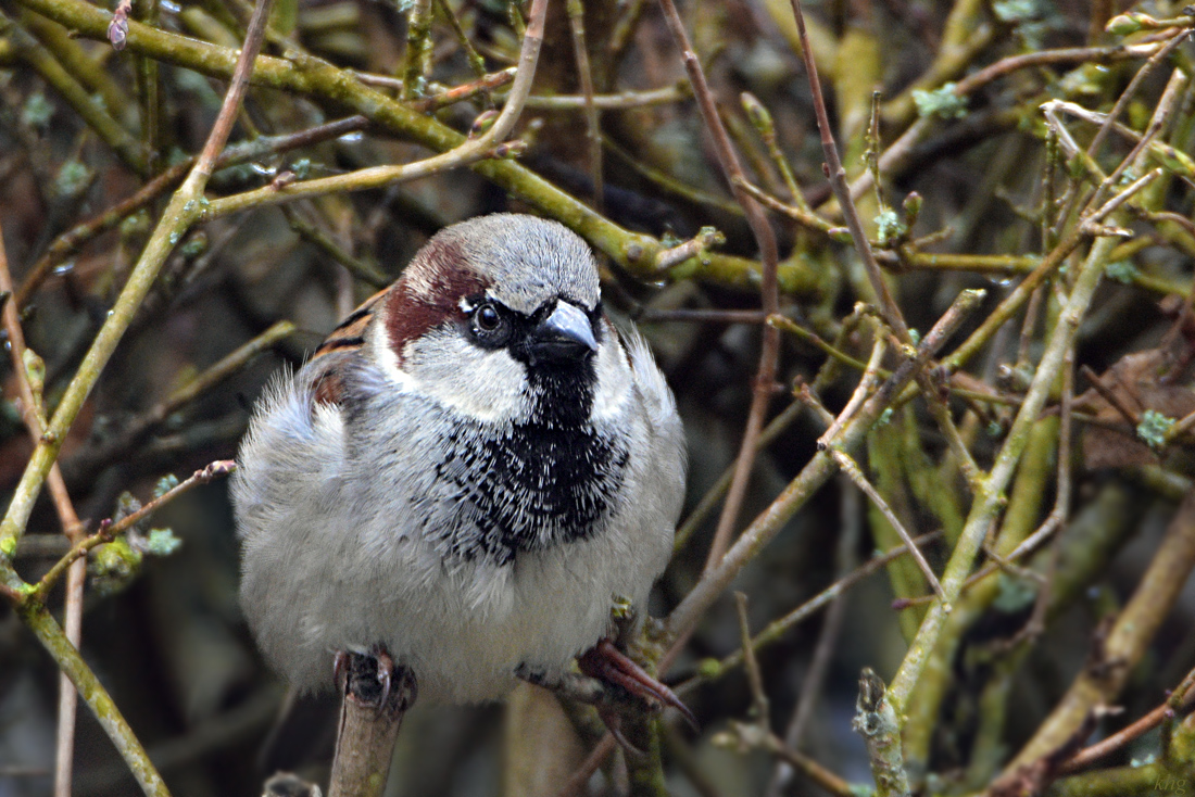 DSC 0663 Spatz
