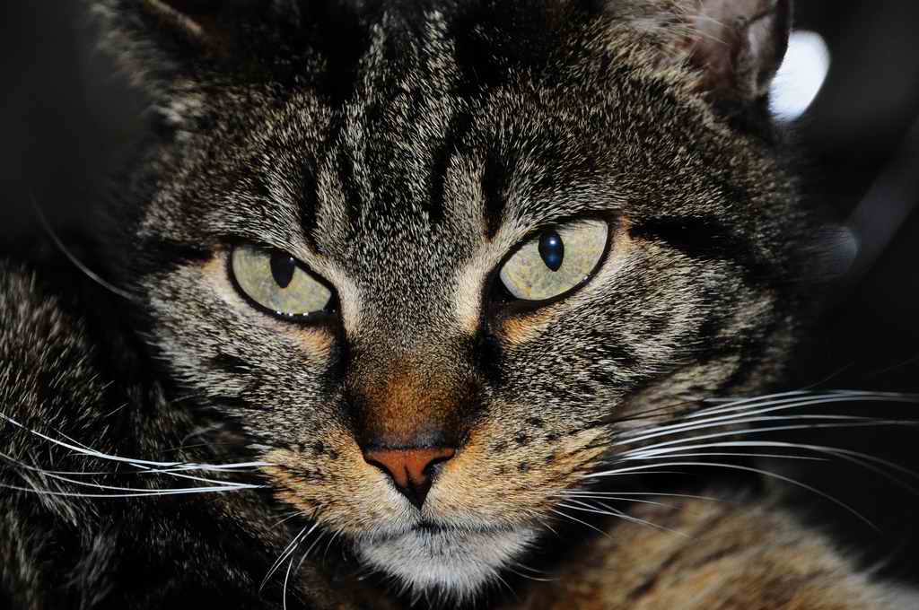 DSC 0666c