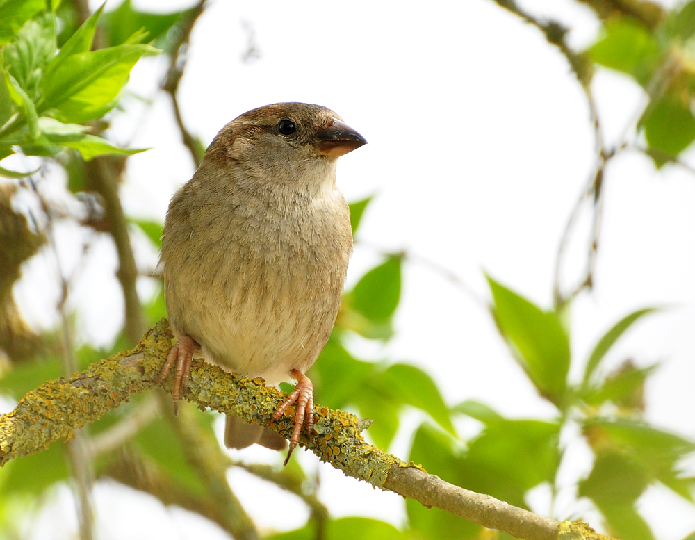 DSC 0668 Spatz 1000