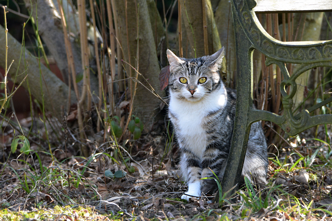 DSC 0678 Katze