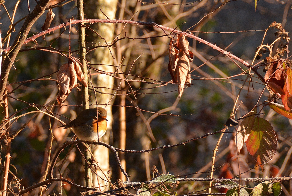 DSC 0699