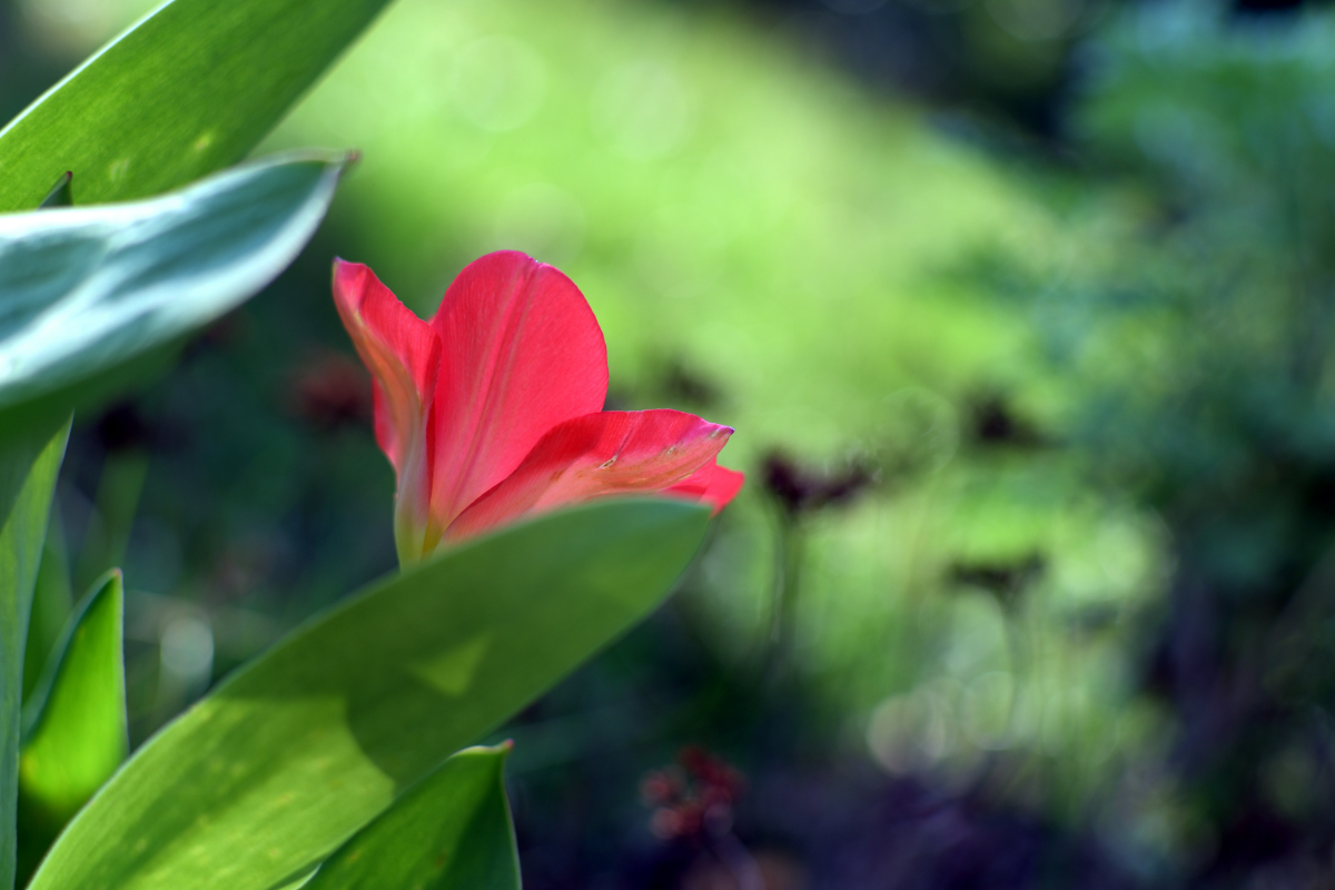 DSC 0700 00001